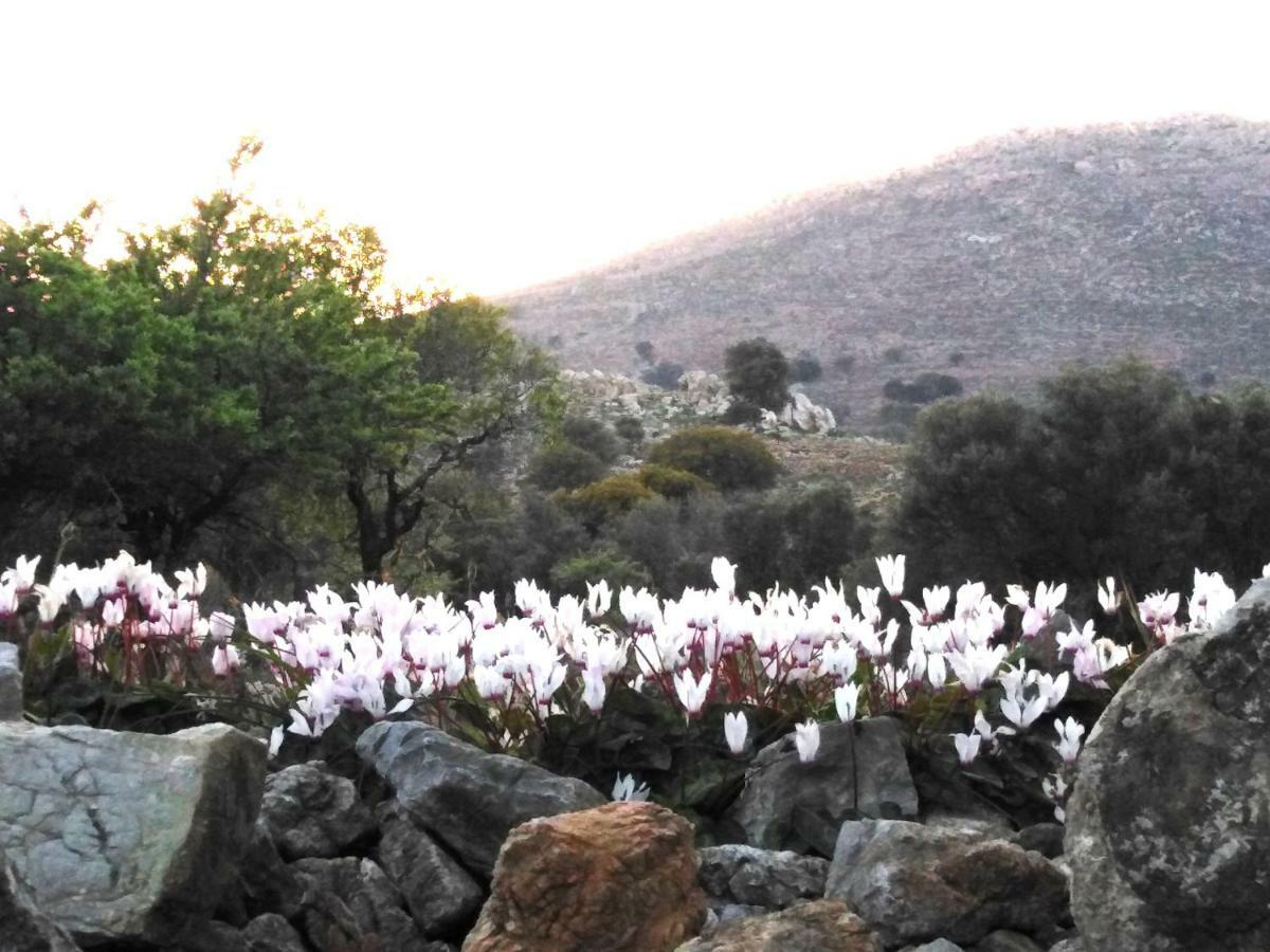 Tilos Island House Megálon Choríon 외부 사진